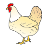 poulet Picture