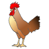 My+rooster Picture