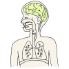 Brain-organ+that+tells+your+mouth+how+to+make+sounds Picture