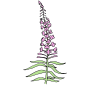 Fireweed Picture