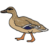 Duck-drake Picture