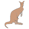 Kangaroo-Jack Picture