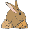 Rabbits-doe_bunny Picture