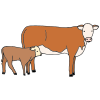 Cow-calf Picture