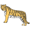 The+tiger Picture