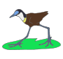 African Jacana Picture