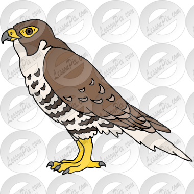 Peregrine Falcon Picture
