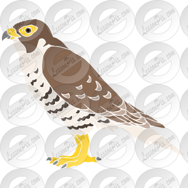 Peregrine Falcon Stencil