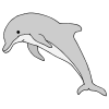 Dolphins Picture