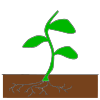 plant_++plant+growing%0D%0AThe+plant+is+growing. Picture