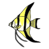 The+angelfish+is+small.+It+is+yellow+and+black. Picture