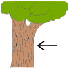 Bark+can+also+refer+to+the+outside+covering+on+a+tree+trunk. Picture