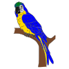 macaw Picture