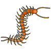 Centipedes Picture