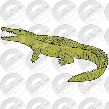 Crocodile