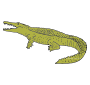 Crocodile  Picture