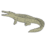 Crocodile