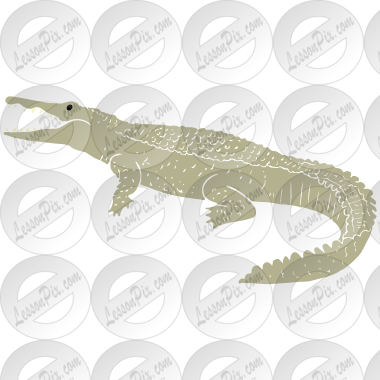 Crocodile
