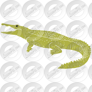 Crocodile