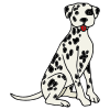 Dalmatian Picture