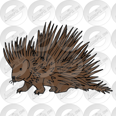 Porcupine Picture