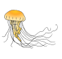 Jellyfish