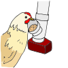 Feeder Chicken