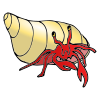 Hermit Crab