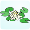 Water Lily