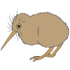 Kiwi Picture