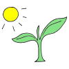 Photosynthesis