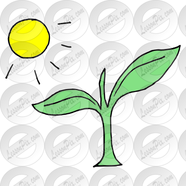 Photosynthesis