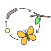 Butterfly Life Cycle Picture
