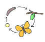 Life Cycle
