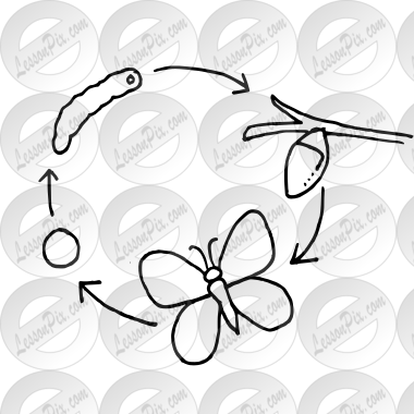 Life Cycle