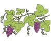 Grapevine