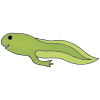 Tadpole