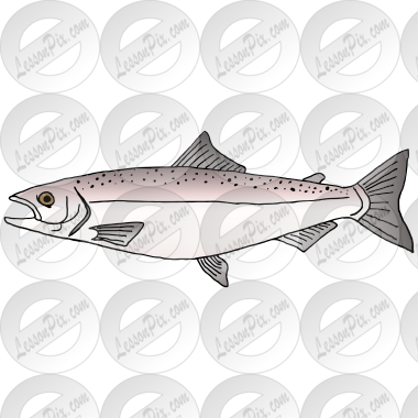 Salmon