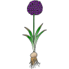 Allium Picture