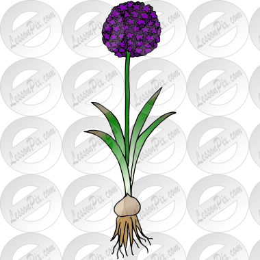 Allium Picture