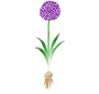 Allium Stencil