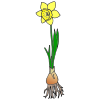 Daffodil Picture