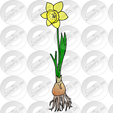 Daffodil