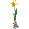 Daffodil
