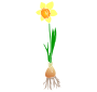 Daffodil Stencil