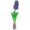 Hyacinth