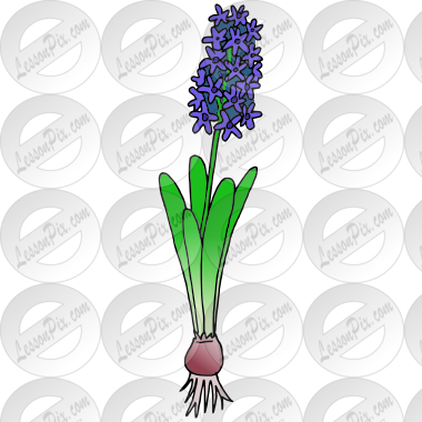 Hyacinth