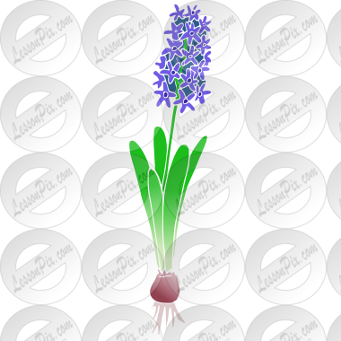 Hyacinth
