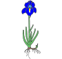 Iris