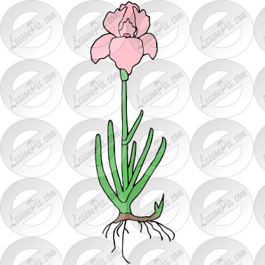 Iris